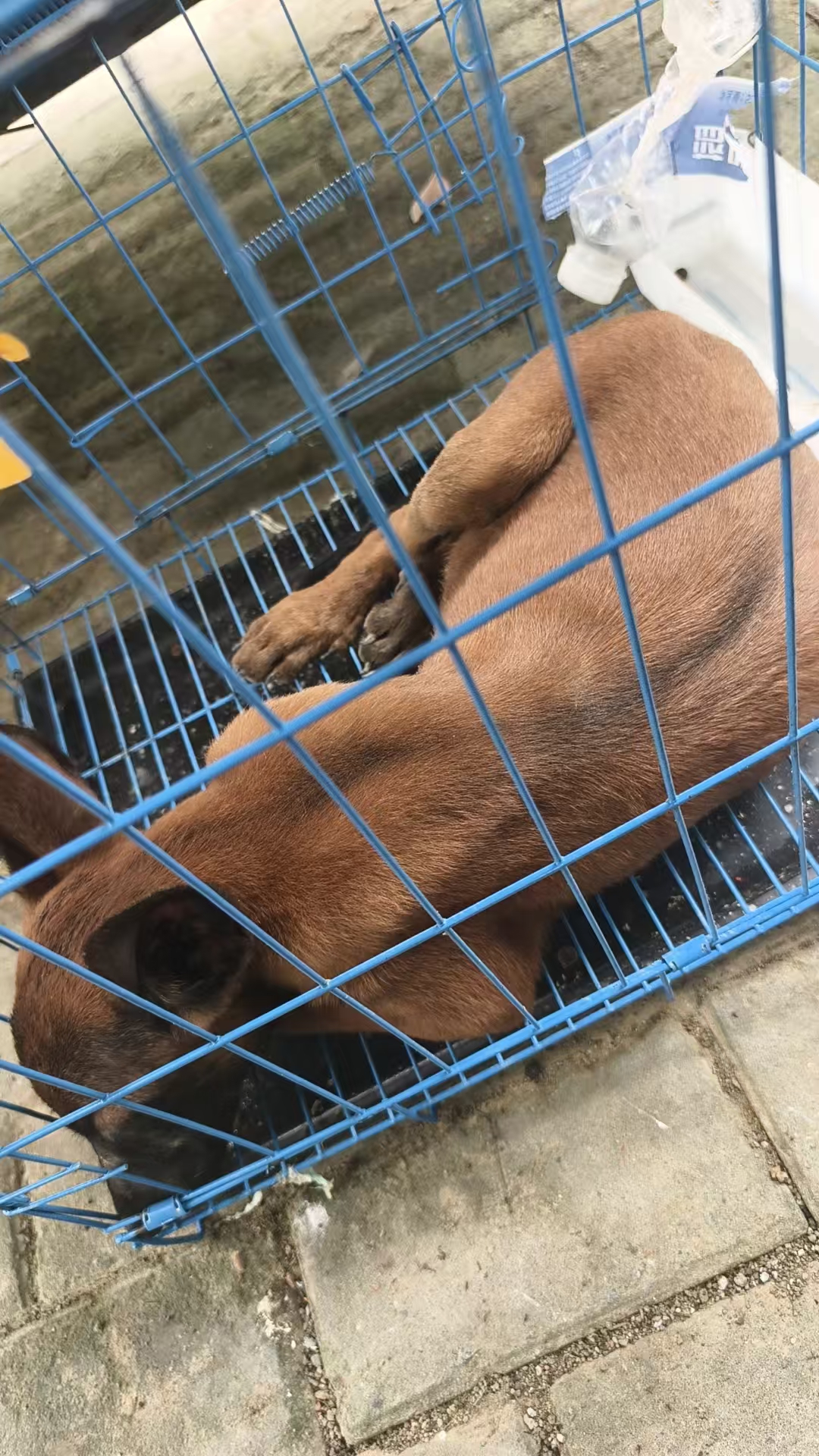 马犬性格非常好！非常喜欢沾着人！听指挥！不喜欢乱跑！